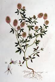 Attēlu rezultāti vaicājumam “Trifolium arvense fruit”