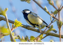 Attēlu rezultāti vaicājumam “Parus major”