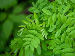 Attēlu rezultāti vaicājumam “Caragana arborescens leaf”