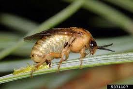 Attēlu rezultāti vaicājumam “Diprion pini female”