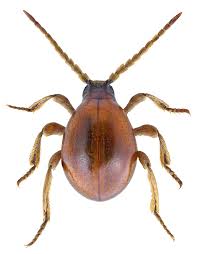 Attēlu rezultāti vaicājumam “Ptinus sp.”