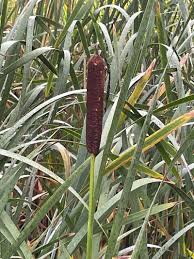 Attēlu rezultāti vaicājumam “Typha latifolia fruit”