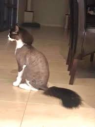 Image result for coupe longueuil