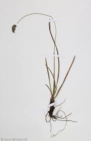 Attēlu rezultāti vaicājumam “Sesleria caerulea fruit”