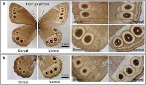 Attēlu rezultāti vaicājumam “Lopinga achine underside”