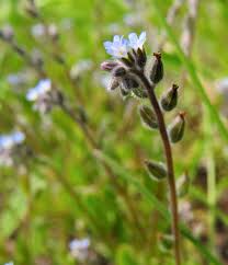 Attēlu rezultāti vaicājumam “Myosotis stricta flower”