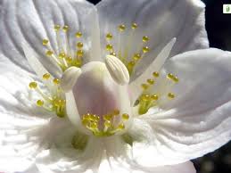 Attēlu rezultāti vaicājumam “Parnassia palustris bud”
