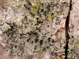 Attēlu rezultāti vaicājumam “Calicium viride”