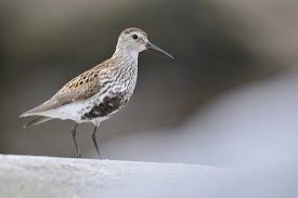 Attēlu rezultāti vaicājumam “Calidris alpina”