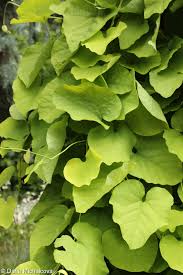 Attēlu rezultāti vaicājumam “Aristolochia durior”