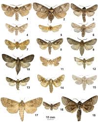 Attēlu rezultāti vaicājumam “Cossidae”