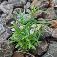 Attēlu rezultāti vaicājumam “Plantaginaceae”
