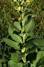 Image result for Verbascum phlomoides