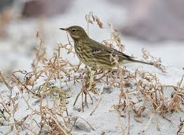 Image result for Anthus petrosus