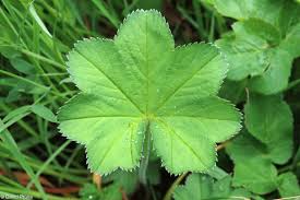 Attēlu rezultāti vaicājumam “Alchemilla vulgaris aggr. bud”