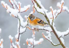 Attēlu rezultāti vaicājumam “Fringilla montifringilla”