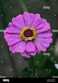 Image result for Zinnia violacea