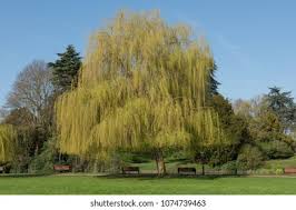 Attēlu rezultāti vaicājumam “Salix x sepulcralis”