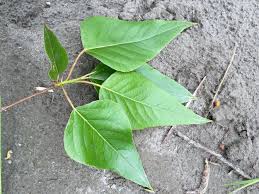 Attēlu rezultāti vaicājumam “Populus x gileadensis leaf”