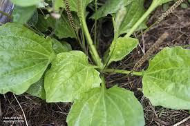 Attēlu rezultāti vaicājumam “Plantago major leaf”
