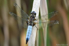 Attēlu rezultāti vaicājumam “Libellula fulva”