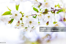 Attēlu rezultāti vaicājumam “Cerasus flower”