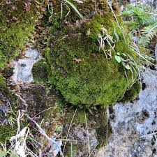 Attēlu rezultāti vaicājumam “Hymenostylium recurvirostrum”