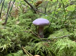 Attēlu rezultāti vaicājumam “Cortinarius traganus”