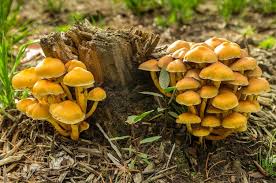 Attēlu rezultāti vaicājumam “Cantharellus lutescens”