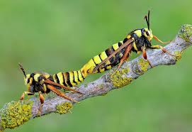 Attēlu rezultāti vaicājumam “Sesia apiformis”