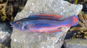 Image result for Labrus mixtus