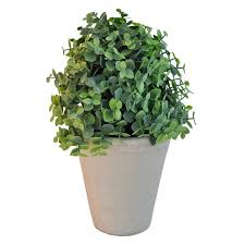 Image result for Mehikasvi