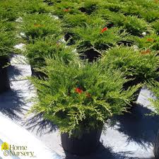 Attēlu rezultāti vaicājumam “Juniperus sabina”