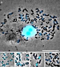 Attēlu rezultāti vaicājumam “Didymium minus young”