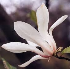 Attēlu rezultāti vaicājumam “Magnolia kobus flower”