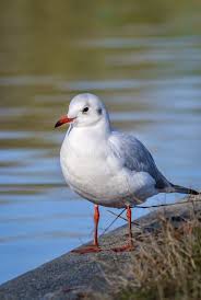 Image result for Chroicocephalus genei