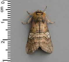 Attēlu rezultāti vaicājumam “Tethea or”