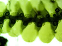 Attēlu rezultāti vaicājumam “Trichocolea tomentella sporophyte”