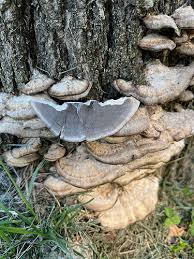 Attēlu rezultāti vaicājumam “Bjerkandera fumosa”