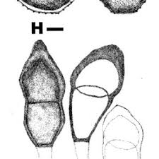 Attēlu rezultāti vaicājumam “Pucciniastrum areolatum”