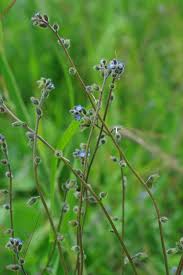 Attēlu rezultāti vaicājumam “Myosotis ramosissima flower”