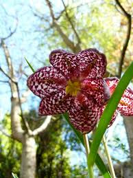 Attēlu rezultāti vaicājumam “Meleagris”