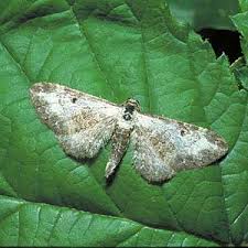 Attēlu rezultāti vaicājumam “Eupithecia succenturiata”