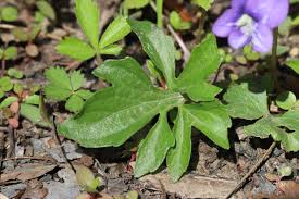 Attēlu rezultāti vaicājumam “Viola uliginosa leaf”