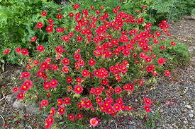 Attēlu rezultāti vaicājumam “Helianthemum x hybridum flower”