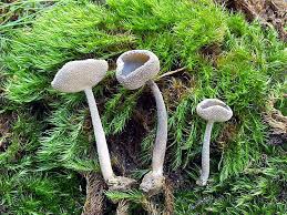 Attēlu rezultāti vaicājumam “Helvella macropus”