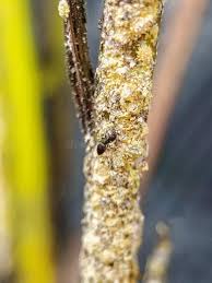 Attēlu rezultāti vaicājumam “Psallus sp. imago”