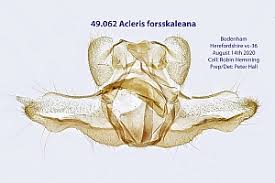 Attēlu rezultāti vaicājumam “Acleris forsskaleana”