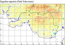 Attēlu rezultāti vaicājumam “Zygodon rupestris”