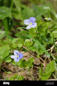 Attēlu rezultāti vaicājumam “Veronica persica flower”